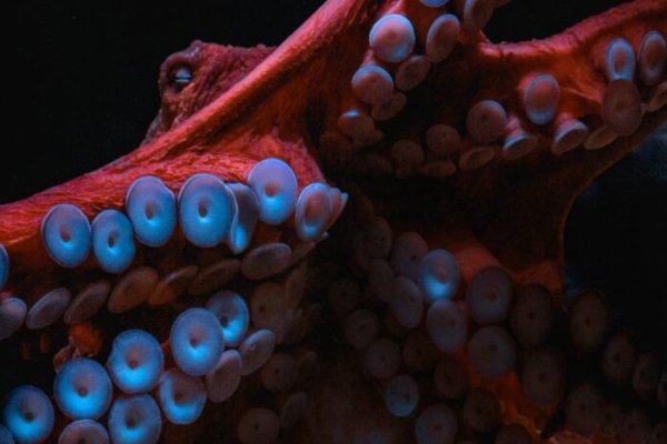 Наркосайт кракен